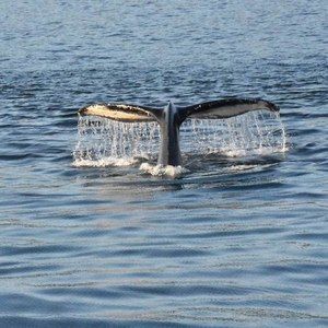 Meet your Posher, Pat